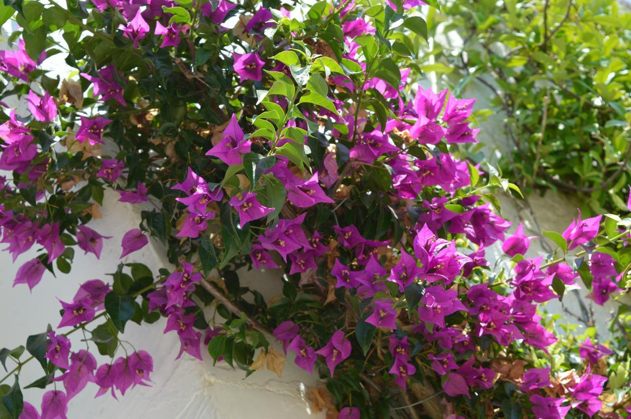 The Proud Garden Bed & Breakfast Carovigno Exterior photo