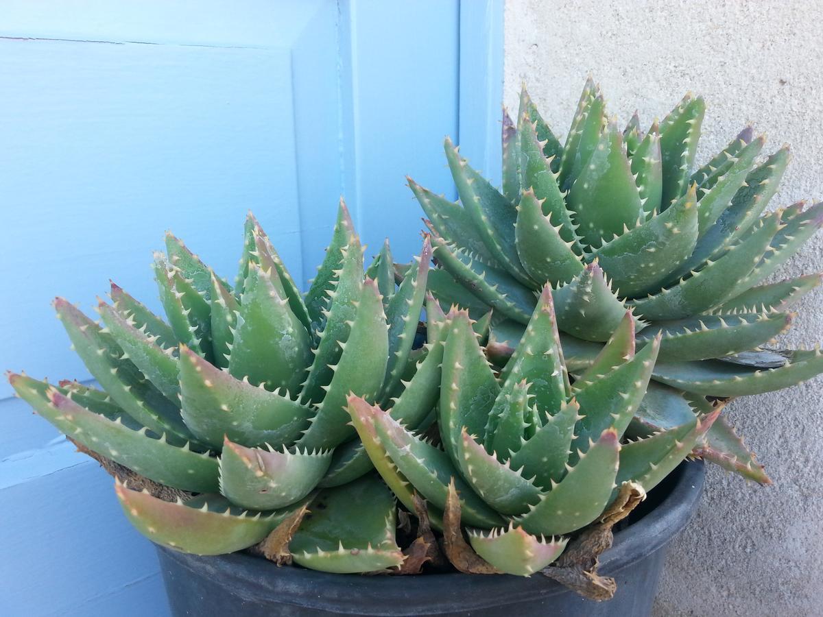 The Proud Garden Bed & Breakfast Carovigno Exterior photo